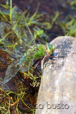 Anax imperator hembra en estado por Elsa Busto