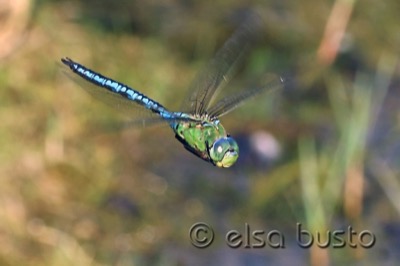 Anax imperator hembra en estado por Elsa Busto
