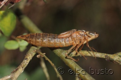 Anax imperator en estado por Elsa Busto