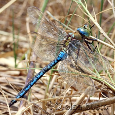 Anax imperator macho en estado por Elsa Busto