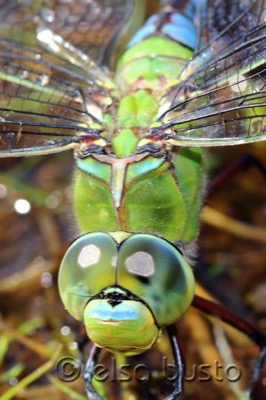Anax imperator hembra en estado por Elsa Busto