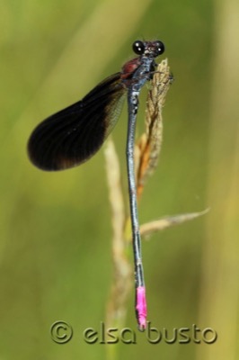 Calopteryx haemorrhoidalis macho en estado por Elsa Busto