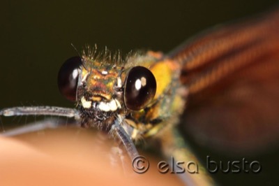 Calopteryx haemorrhoidalis hembra en estado por Elsa Busto