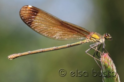 Calopteryx haemorrhoidalis hembra en estado por Elsa Busto