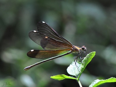 Calopteryx haemorrhoidalis hembra en estado por Juan Pedro Serrano León