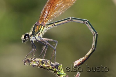 Calopteryx haemorrhoidalis hembra en estado por Elsa Busto