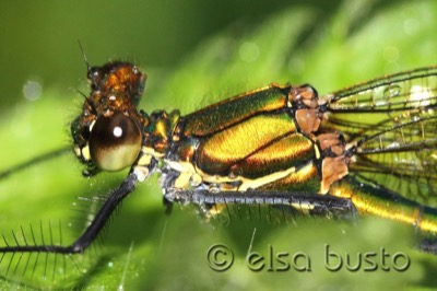 Calopteryx virgo hembra en estado por Elsa Busto