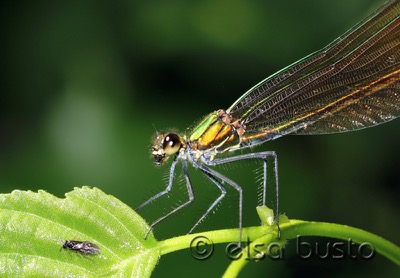Calopteryx virgo hembra en estado por Elsa Busto
