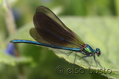 Calopteryx virgo macho en estado por Elsa Busto