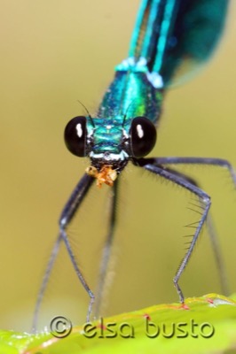 Calopteryx virgo macho en estado por Elsa Busto