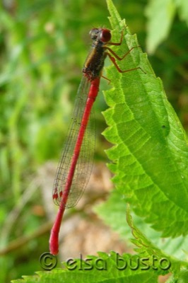 Ceriagrion tenellum macho en estado por Elsa Busto
