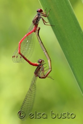 Ceriagrion tenellum copula en estado por Elsa Busto