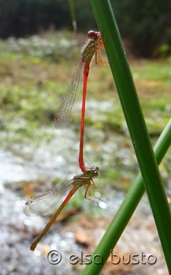 Ceriagrion tenellum copula en estado por Elsa Busto