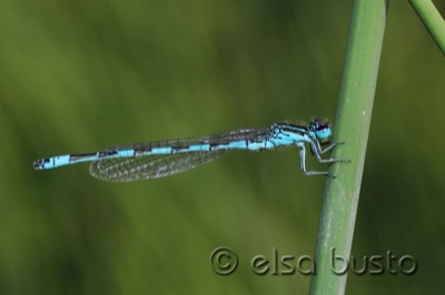 Coenagrion mercuriale macho en estado por Elsa Busto
