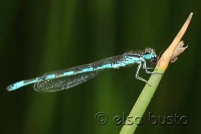 Coenagrion mercuriale macho en estado por Elsa Busto