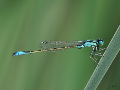 Ischnura graellsii macho en estado por Juan Pedro Serrano León