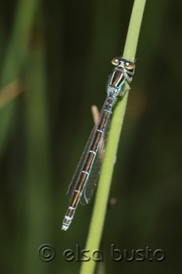 Coenagrion mercuriale macho en estado por Elsa Busto
