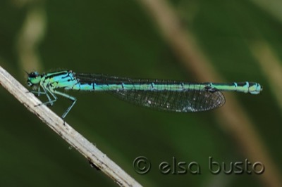 Coenagrion puella hembra en estado por Elsa Busto