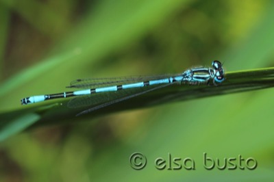 Coenagrion puella hembra en estado por Elsa Busto