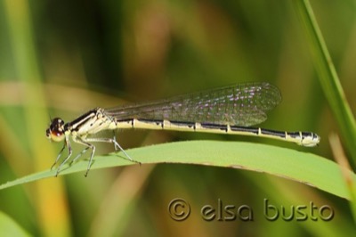 Coenagrion scitulum hembra en estado por Elsa Busto