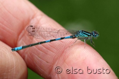 Coenagrion scitulum macho en estado por Elsa Busto