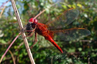 Crocothemis erythraea macho en estado por Elsa Busto