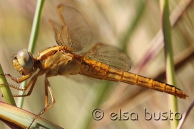 Crocothemis erythraea hembra en estado por Elsa Busto
