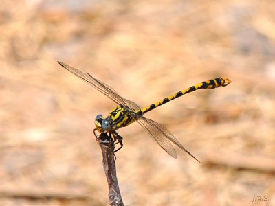 Onychogomphus uncatus macho en estado por Juan Pedro Serrano León