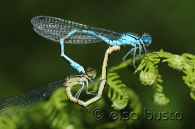 Enallagma cyathigerum copula en estado por Elsa Busto
