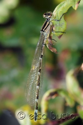 Enallagma cyathigerum macho en estado por Elsa Busto