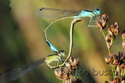 Ischnura graellsii copula en estado por Elsa Busto