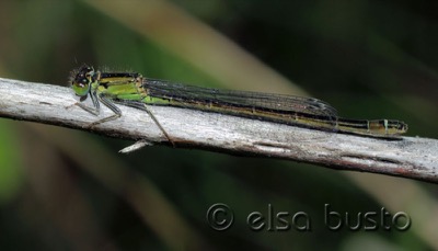 Ischnura graellsii hembra en estado por Elsa Busto