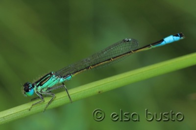 Ischnura graellsii macho en estado por Elsa Busto