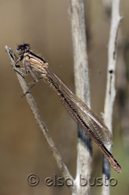 Ischnura graellsii hembra en estado por Elsa Busto