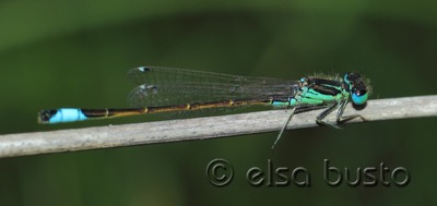 Ischnura graellsii macho en estado por Elsa Busto