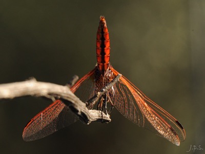Trithemis annulata macho en estado por Juan Pedro Serrano León