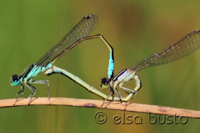Ischnura graellsii copula en estado por Elsa Busto