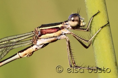 Lestes virens macho en estado por Elsa Busto