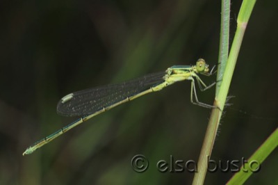 Lestes virens macho en estado por Elsa Busto