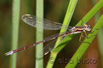 Lestes virens en estado por Elsa Busto
