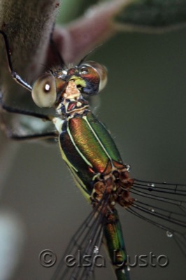 Lestes viridis macho en estado por Elsa Busto