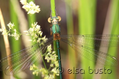 Lestes viridis macho en estado por Elsa Busto