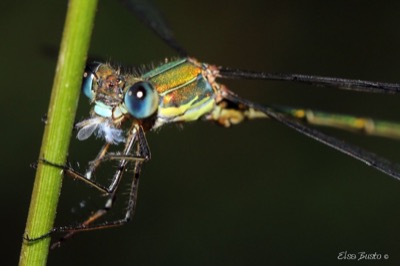 Lestes viridis macho en estado por Elsa Busto