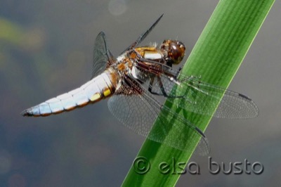 Libellula depressa macho en estado por Elsa Busto