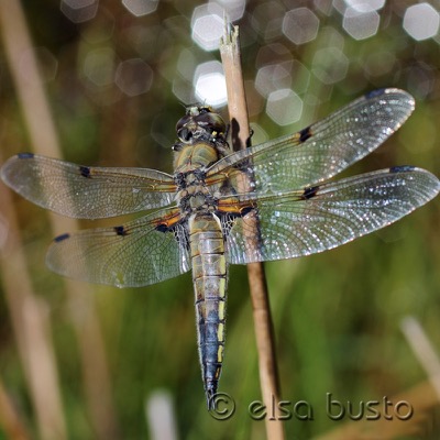 Libellula quadrimaculata macho en estado por Elsa Busto