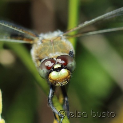 Libellula quadrimaculata macho en estado por Elsa Busto