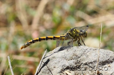 Onychogomphus forcipatus hembra en estado por Elsa Busto