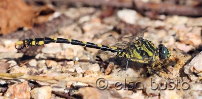 Onychogomphus uncatus macho en estado por Elsa Busto