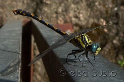 Onychogomphus uncatus macho en estado por Elsa Busto
