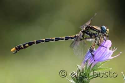 Onychogomphus uncatus macho en estado por Elsa Busto